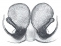 Vulva, ventral
