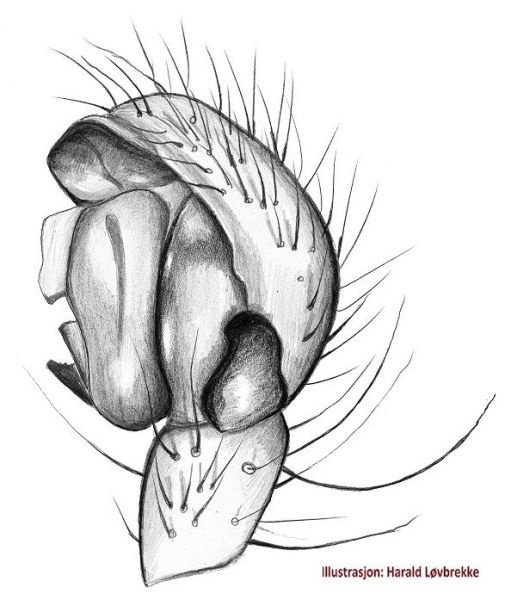 Datei:Zygiella x-notata palp edd Hlovbrekke.jpg