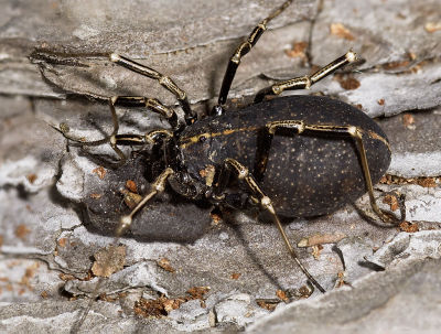 Egaenus-convexus Ungarn-Szentendre 09-05 01.jpg