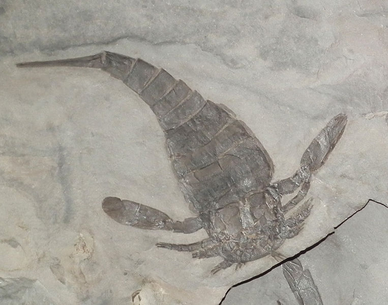 Datei:Eurypteris lacustris FA9766.JPG