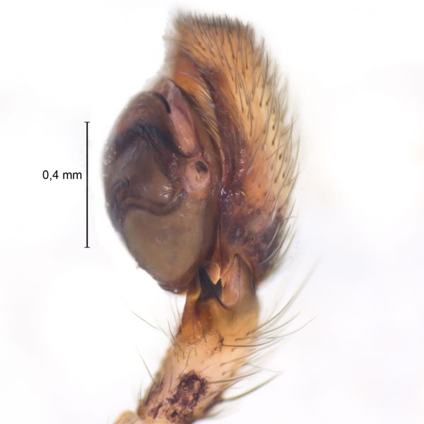 Datei:Philodromus laricium palp retrolateral1.jpg