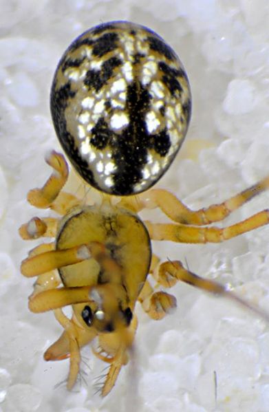 Datei:Poeciloneta variegata f dorsal-800.jpg