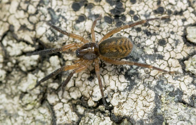 Scotina-gracilipes No-Risnesoyna 09-10 01.jpg