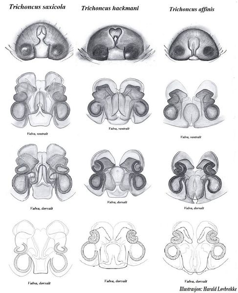 Datei:Trichoncus epigyne vulva sammlung HLovbrekke.jpg