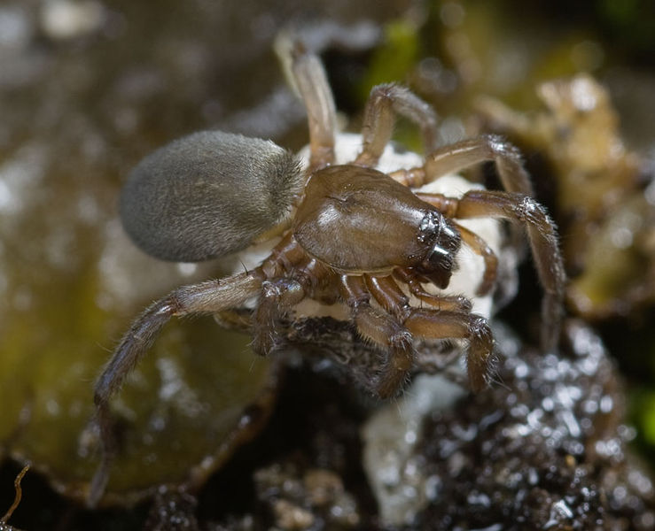 Datei:Haplodrassus-soerenseni No-Finnmark 11-07 02.jpg