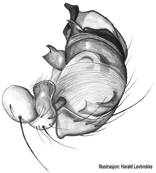Datei:Mangora acalypha palp HLovbrekke.jpg