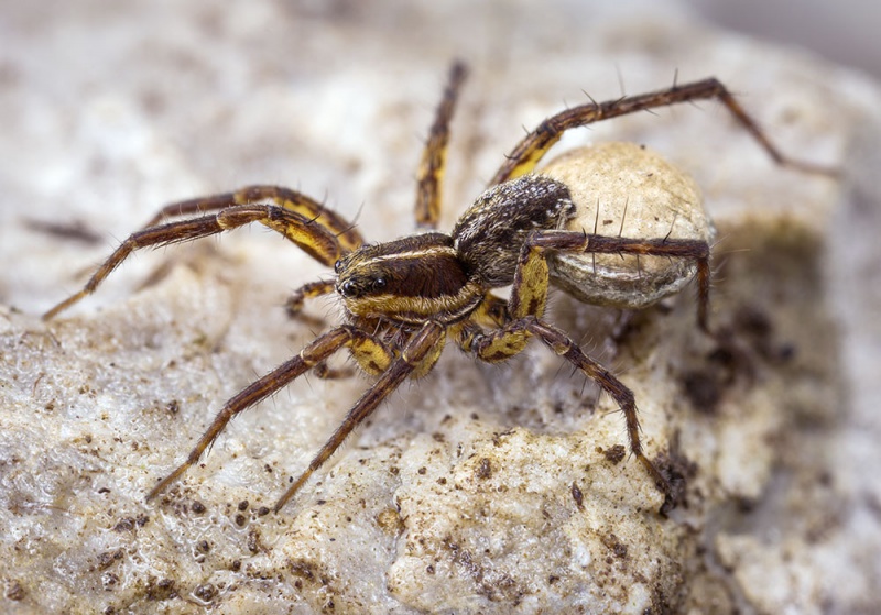 Datei:Pardosa-oreophila Gumpenspitze 17-07 02-female.jpg