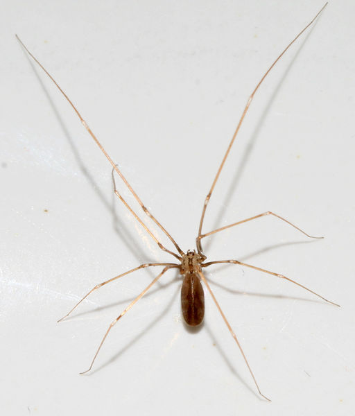 Datei:Pholcus-oplionoides-female---20.04.13 5538.jpg