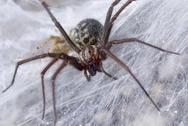 Datei:Tegenaria-atrica Portugal-Bachbett 13-01 01.jpg