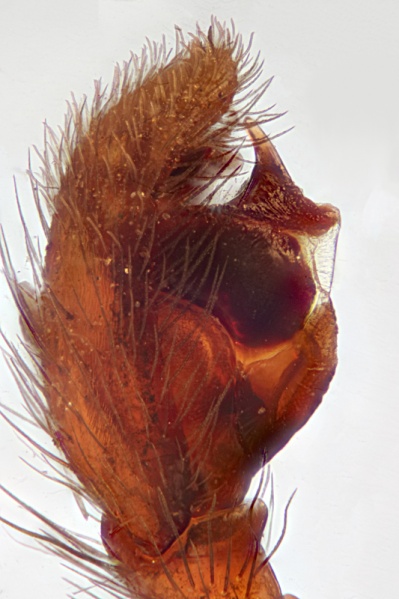 Datei:2020-02-01-16.51.04 ZS PMaxbea.jpg