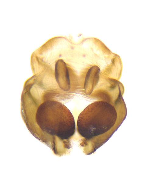 Datei:Cyclosa conica female A5868 PN4404.jpg