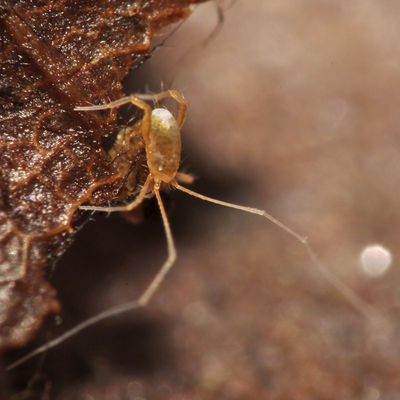 Linopodes sp CS0009 PI6671.JPG