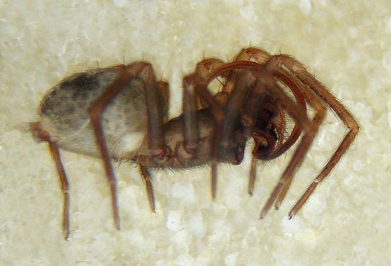 Datei:Mastigusa macrophthalma, male lateral 2.jpg