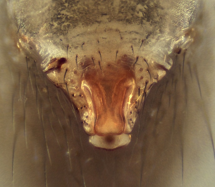 Datei:Palliduphantes alutacius Epigyne 20150702162655-5916507e.jpg