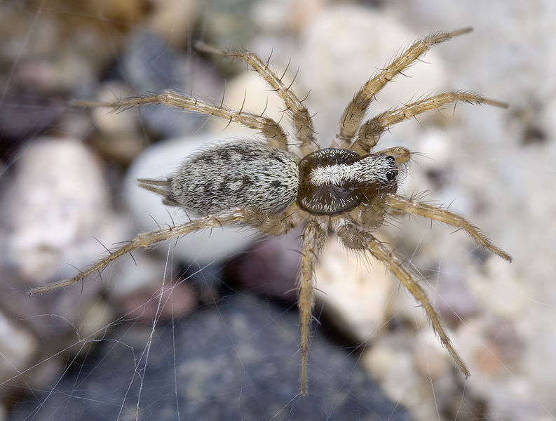 Datei:Textrix-caudata Sardinien-GoleGorroppu 13-06 03.jpg