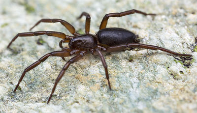 Trachyzelotes-lyonneti GC-BarrancoCernicalos 16-04 01-female.jpg