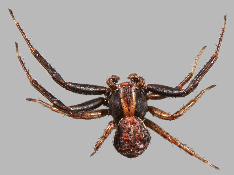 Datei:Xysticus obscurus3 0183.jpg