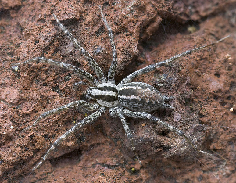 Datei:Agelenidae-tenerifensis Teneriffa-BarrancoChorrillo 15-03 02-female.jpg