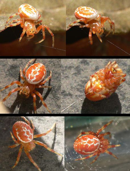 Datei:Araniella displicata 6 1024.jpg