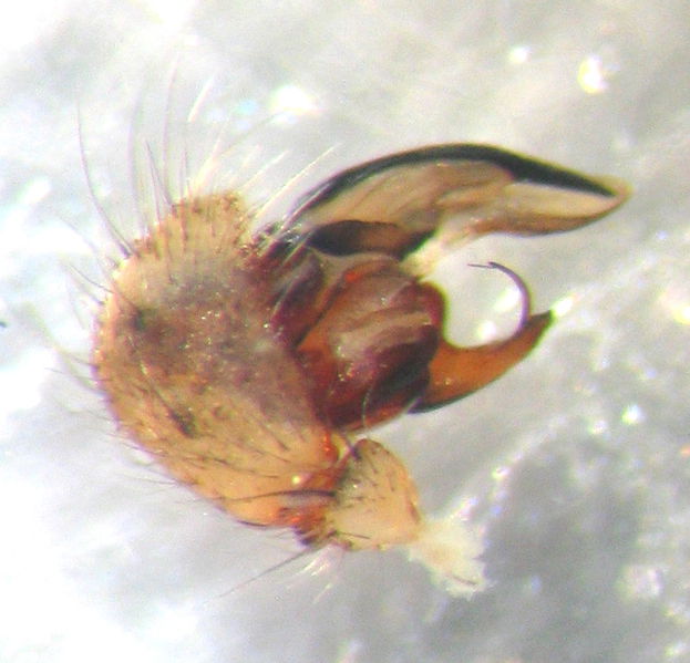 Datei:Argiope bruennichi Pedipalp IMG 2195.JPG