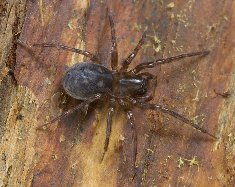 Datei:Cybaeus-angustiarum Rennsteig-5330 10-07 03.jpg