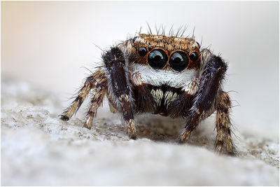 Neaetha membrosa frontal male Schaefer.jpg