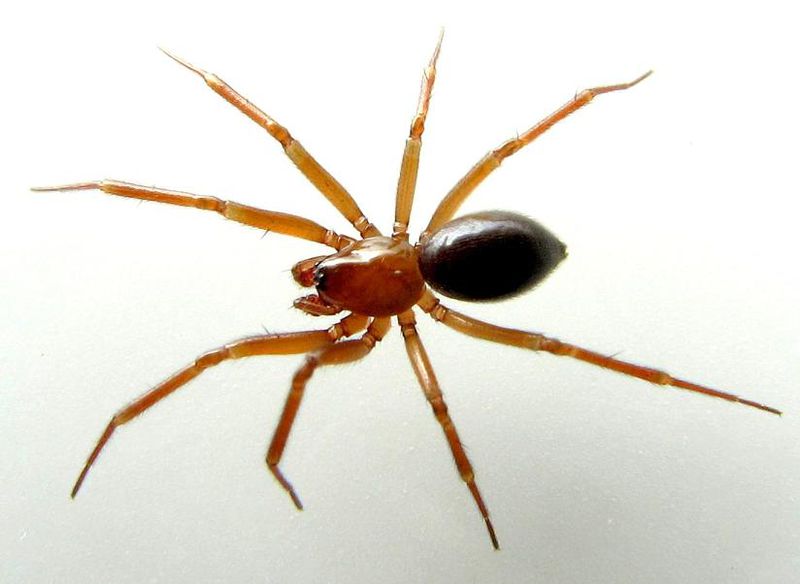 Datei:Tallusia experta, male deggendorf.jpg