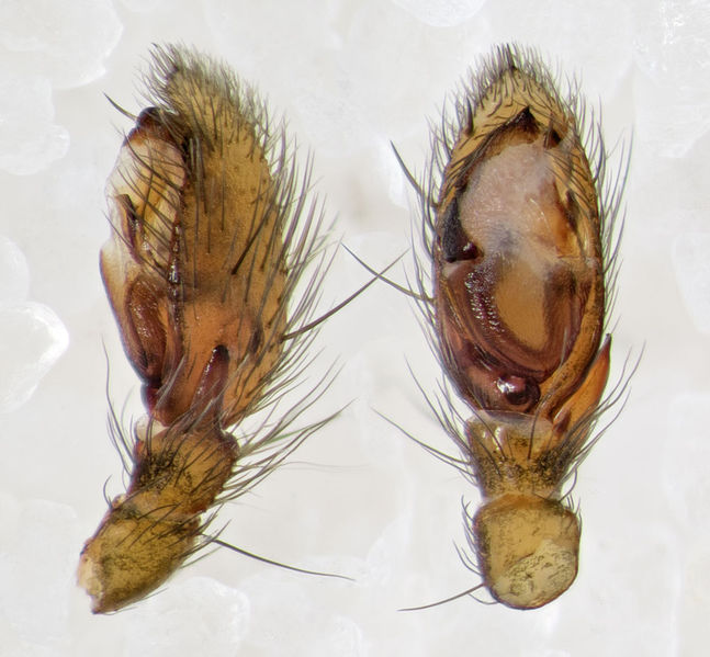 Datei:Zelotes-laetus GC-EmbalseCuevaNinas 16-04 09-Ped.jpg