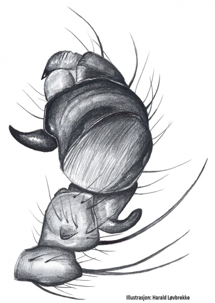 Datei:Agalenatea redii palp HLovbrekke.jpg