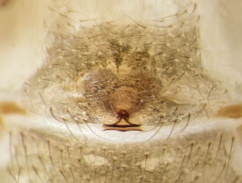 Datei:Enoplognatha-testacea Sardinien-IsolaCaprera 13-05 02-Epig.jpg