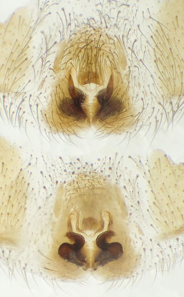 Datei:Gnaphosa-dolosa GR-Mytikas 10-05 04-Epig-Vulva.jpg