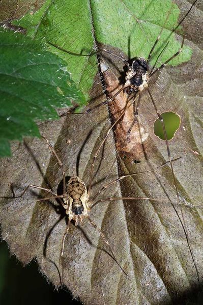Datei:Mitopus-Paar.jpg