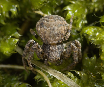 Ozyptila-praticola Ungarn-Szentendre 09-05 01.jpg