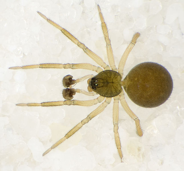 Datei:Pocadicnemis-pumila Hainich 09-05 01.jpg