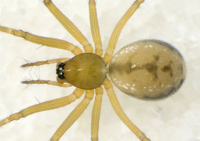 Tenuiphantes-alacris MuenchenT 10-03 01.jpg