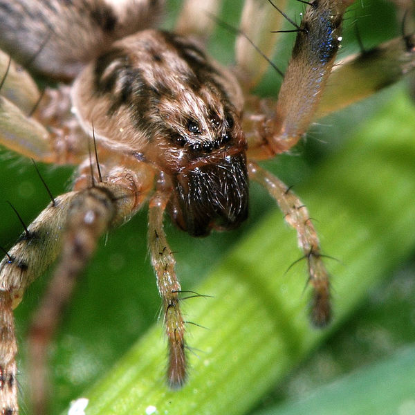 Datei:Anyphaena accentuata f (2).JPG