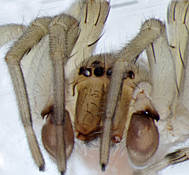 Datei:C Frisia m frontal.jpg