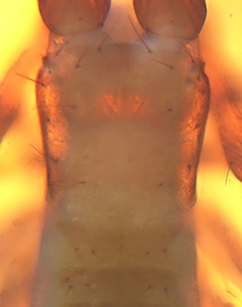 Datei:Chthonius heterodactylus pros.jpg