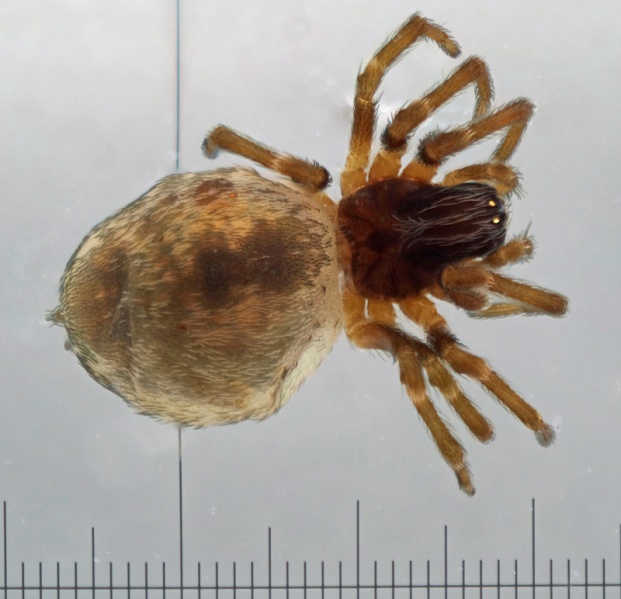 Datei:Dictyna pusilla.jpg