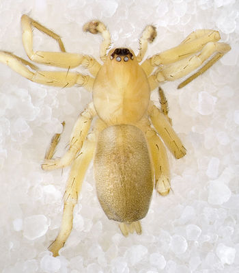 Leptodrassus-albidus Portugal-Altduene 12-05 01.jpg