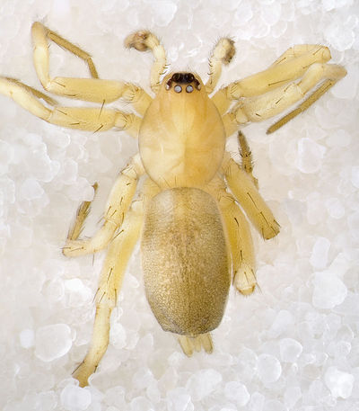 Leptodrassus-albidus Portugal-Altduene 12-05 01.jpg