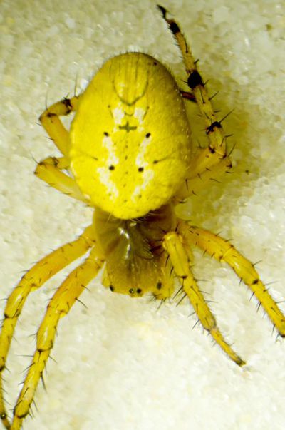 Araniella alpica f dorsal-800.jpg