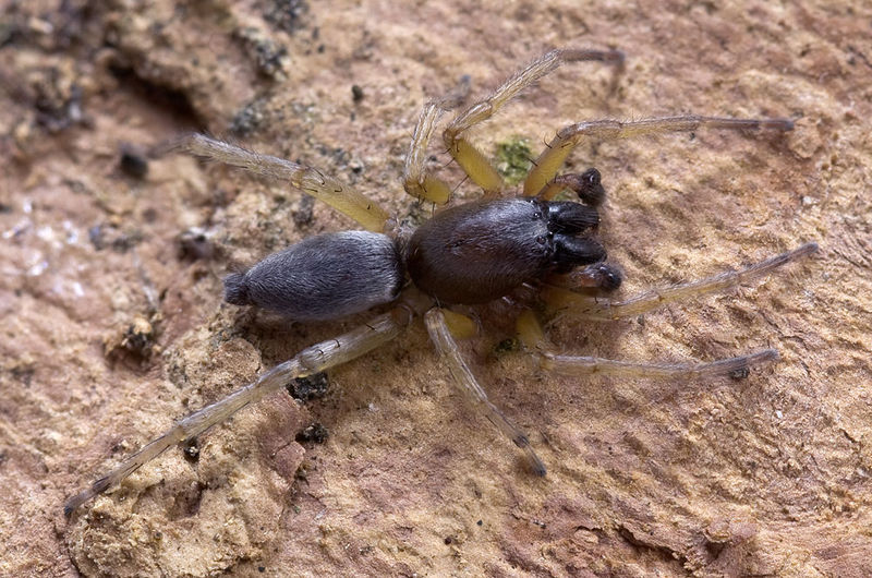 Datei:Clubiona-brevipes BergaWeida 14-04 01-male.jpg