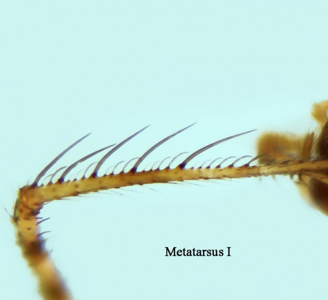 Datei:Ero flammeola Mt1 20181013104623-32498a2f-me.jpg