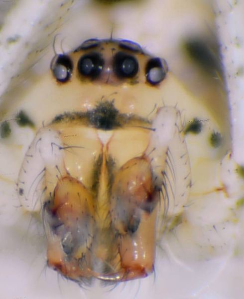 Datei:P tincta m frontal-800.jpg