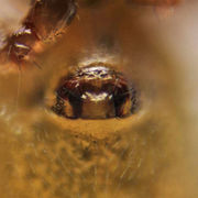 Panamomops mengei female A5205 S6302.jpg