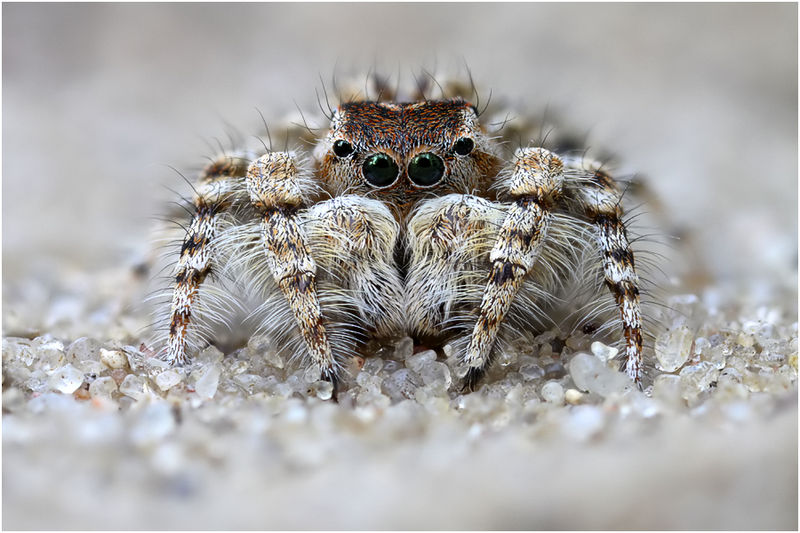 Datei:Yllenus arenarius male frontal Schaefer.jpg