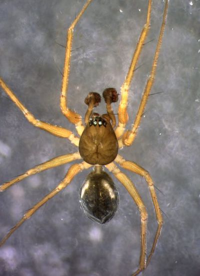 08-11-29 225321 kmp-5937 dorsal-1.jpg