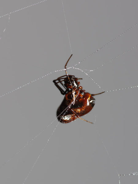 Datei:Argyrodes argyrodes female A5864 PK6232.JPG