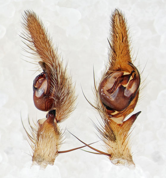 Datei:Cladycnis-insignis Teneriffa-Caldera 16-01 07 Ped.jpg